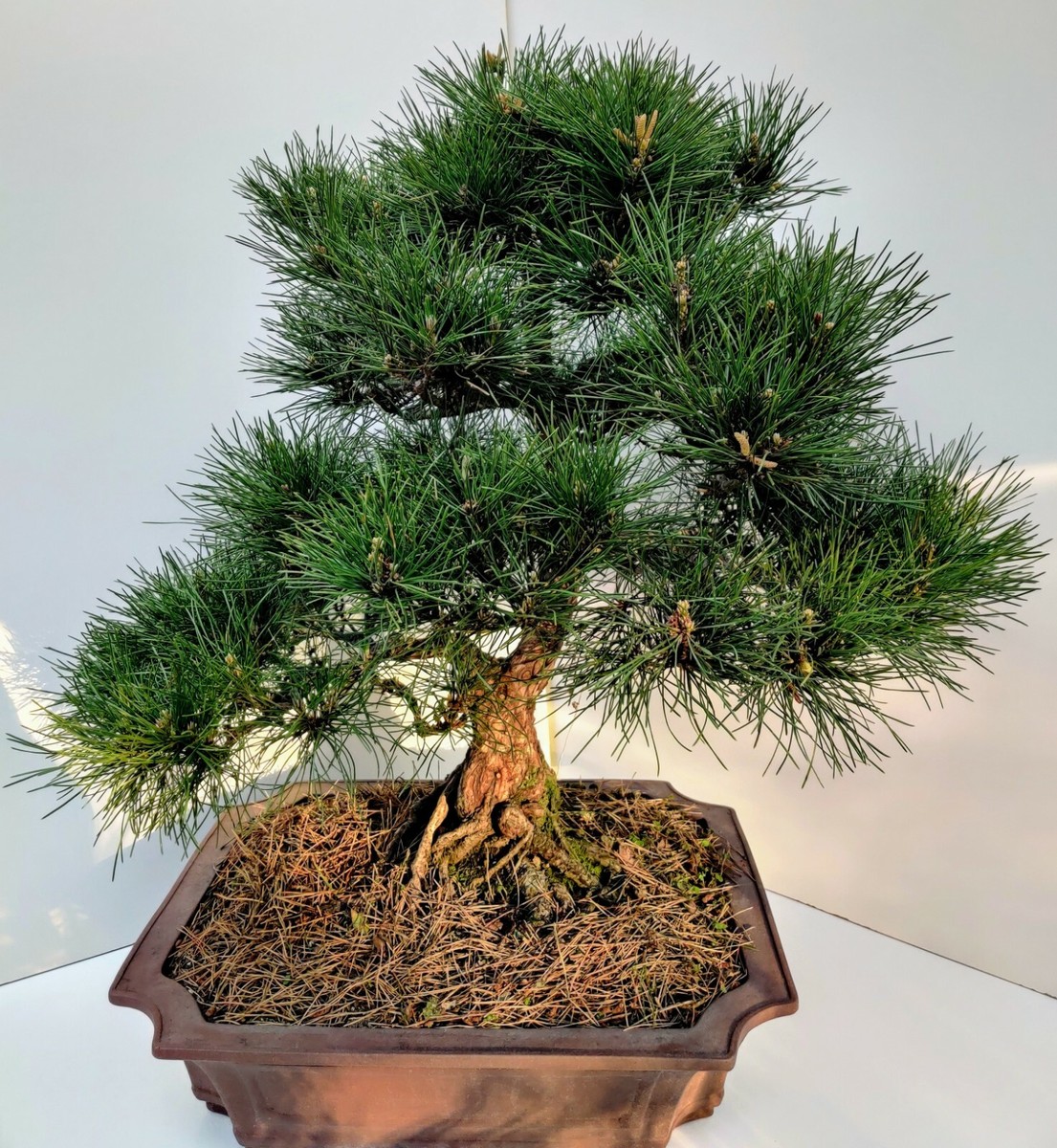 MASSIVE Mature 1985 Japanese Black Pine RARE Bonsai Tree