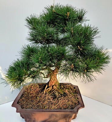 MASSIVE Mature 1985 Japanese Black Pine RARE Bonsai Tree Brisbane