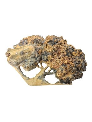 Spalted Bigleaf Maple Burl Wall Art Triple Figure Tree of Life 