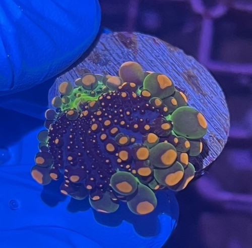 OG Godzilla Bounce Mushroom Coral LPS