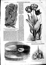 Old Antique Print 1851Flower Chelsea Church Islington Humming Birds Gould 19th