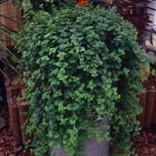 6 Trailing Indian Mint Satureja douglasii Hanging  Herb Perennial Plug Plants