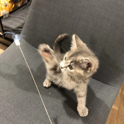 Domestic Short Hair Kitten For Sale Cats Kittens Gumtree Australia