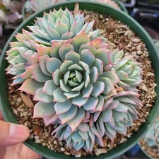 Echeveria 'Blue Mist' Succulent Plant