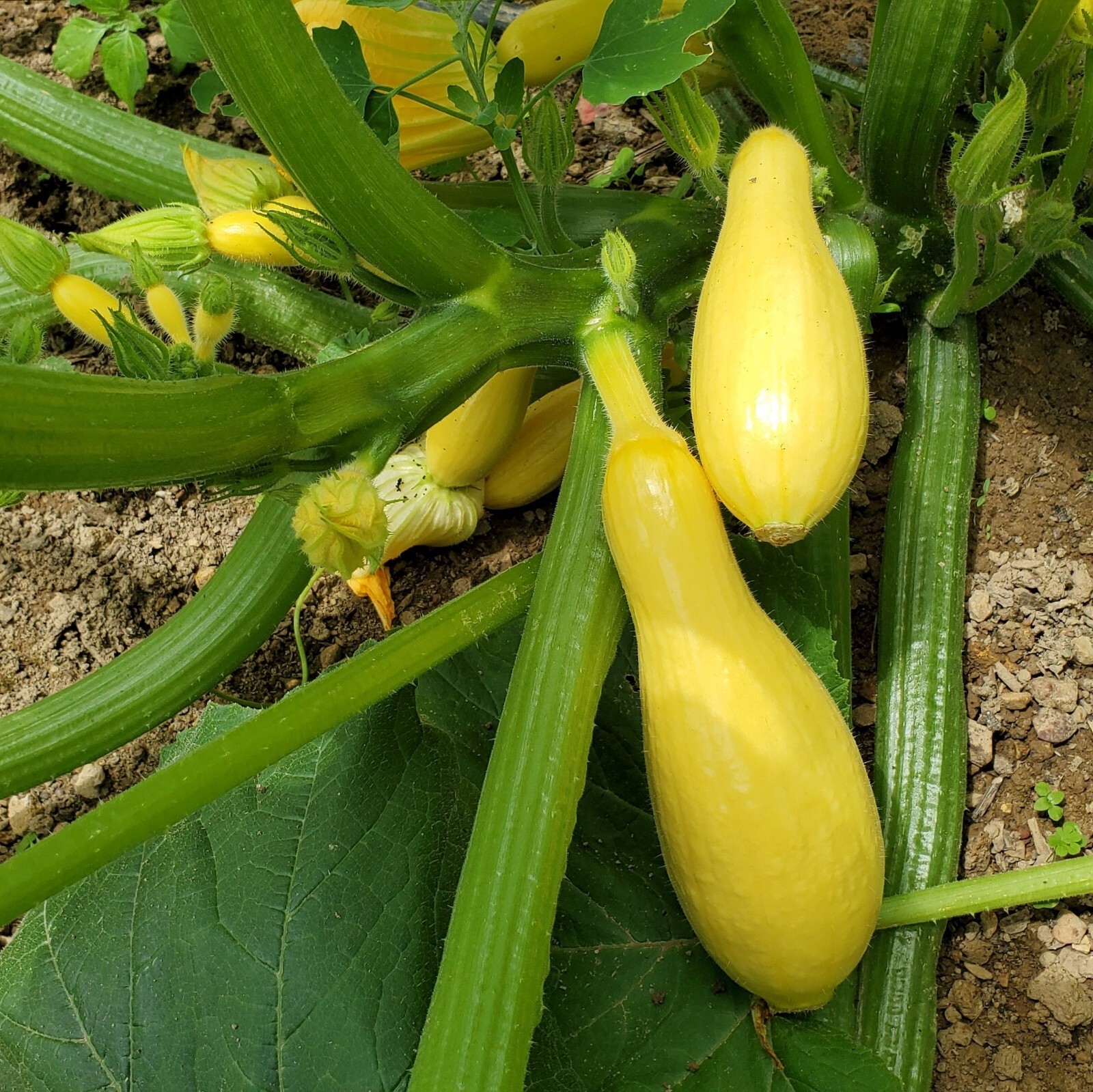 3 Early Prolific Straightneck Squash Plants Live Organic plants eBay