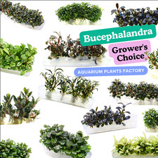 A Bucephalandra Species Tissue Culture [Grower's Choice] Aquarium Plants Factory