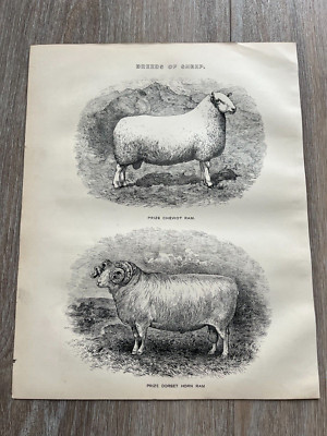 1890s print -  breeds of sheep - prize cheviot ram & prize dorset horn ram
