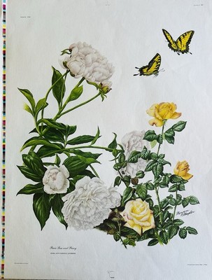 Maryrose Wampler Signed Botanical Printer s proof- Peace & Rose Peony