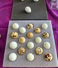 18 Rainbow Coturnix Quail Hatching Eggs | Cel...