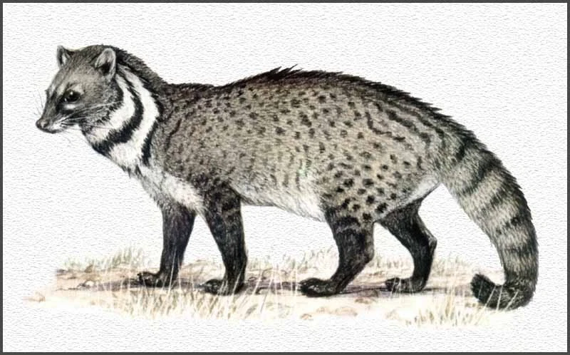 Luwak cheap