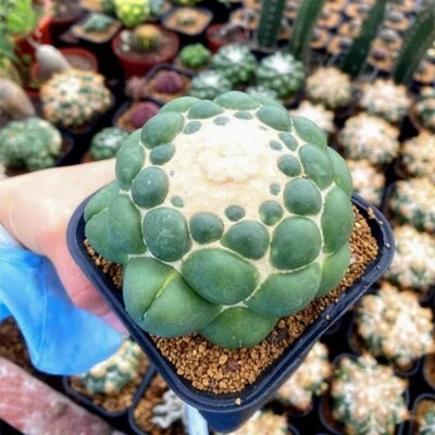 Pianta di cactus succulenta 8 cm Coryphantha Elephantidens pianta di cactaceae senza pungiglione