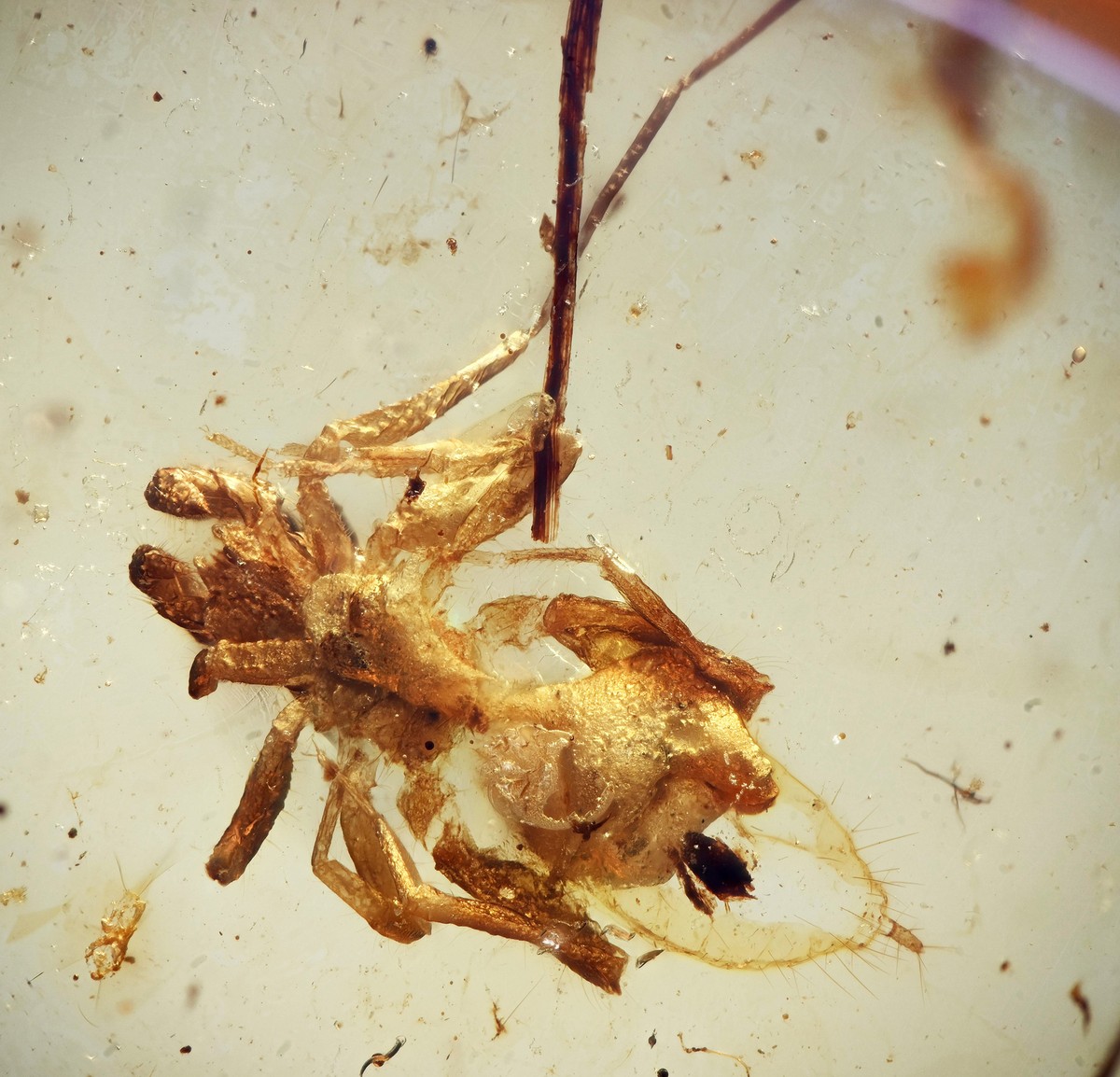 Scarce Schizomida (Whipscorpion) in Burmese Amber | eBay