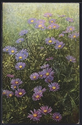 Künstler-AK Photochromie Nr. 458: Aster alpinus, Blumenwiese 1907 
