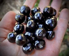 120 Belladonna Seeds Atropa Deadly Nightshade Organic Homegrown Wicca Magic