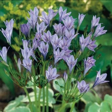 Easy to Grow Triteleia Queen Fabiola 20 Plant Bulbs, Western Native Zones 6-9