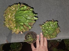 Darlingtonia Californica - 1 Large , 1 Medium , 1 Small Togheter