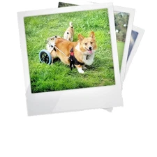 Dog Wheelchair For Back Legs