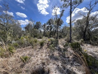 Land For Sale Florida RV OK! Bid For Down Payment & $150 a month 0%