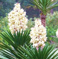  Spanish Bayonet, rare YUCCA ALOIFOLIA agave garden Dagger Plant seed - 15 SEEDS