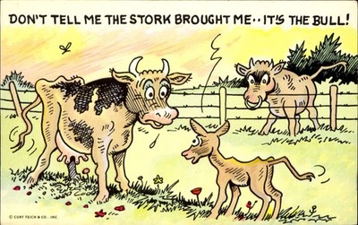 Cattle cow calf ~ Don't Tell Me Stork Brought Me~It's The Bull~farm ranch comic