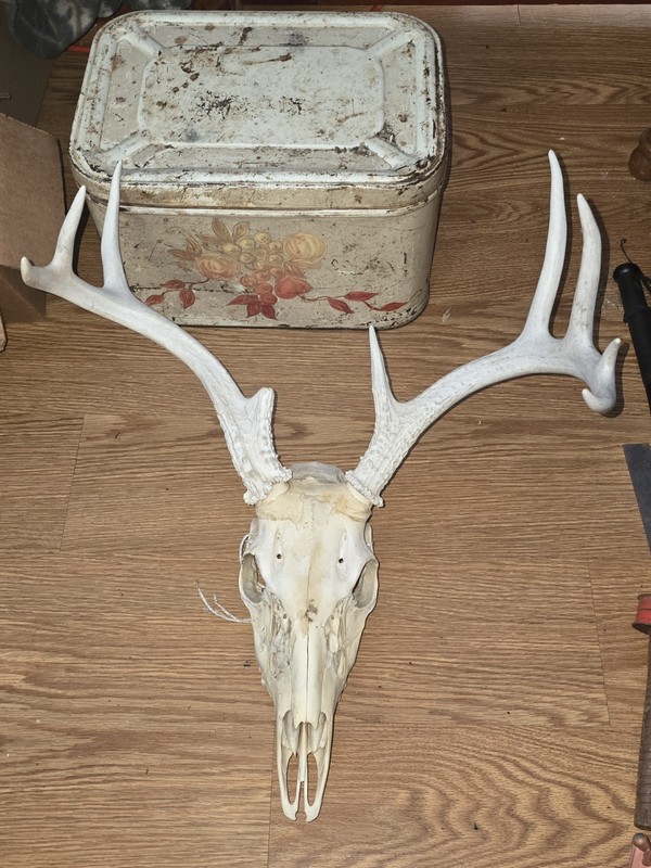 Kansas Whitetail WILD Deer Antlers Skull European Mount Cabin Mancave