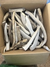 BULK 11 Pounds - Deer Elk Antler Tips, Tines Slightly Blemished - 1" to 10