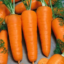 Red Cored Chantenay Carrot Seeds | Heirloom / Non-GMO | Free Shipping | 1089