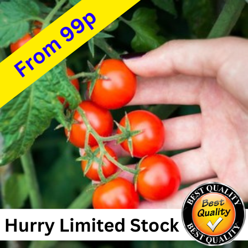 Tomato Plug Plants SALE buy x6