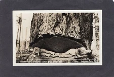 Real Photo Postcard RPPC: Ellis View: 2 Men inside undercut Douglas fir tree Wa