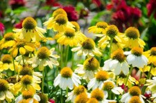 Coneflower, Echinacea 'Mellow Yellows' 10 Seeds -New Breed, All Shades