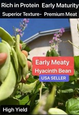20 Early Meaty Hyacinth Bean Heirloom Vine Flat Bean Veg. Seeds Produced By 2025