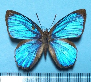 Ogyris iphis Male North Queensland Australia