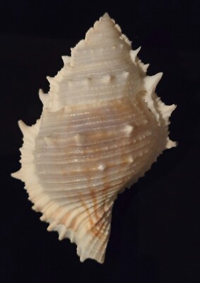 Bursidae Bufonaria Perelegans - Near-elegant Frog Shell - Nice Specimen
