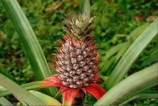 Wild Pineapple Seeds for Planting (10 Seeds) - Bromelia Pinguin