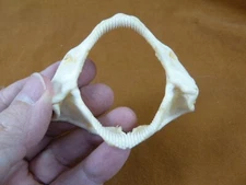 SJ-00-99 Rare 3" Bamboo SHARK jaw t**th jaws Chiloscyllium ichthology specimen