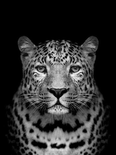 Tableau Toile Tigre 50x70 Cm - Animal Sauvage Déco Salon