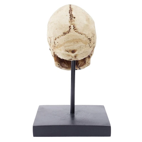 Menschlicher Totenkopf Kopf Halloween Horror Dekoration Grusel Figur Realistisch Statue - Bild 5 von 7