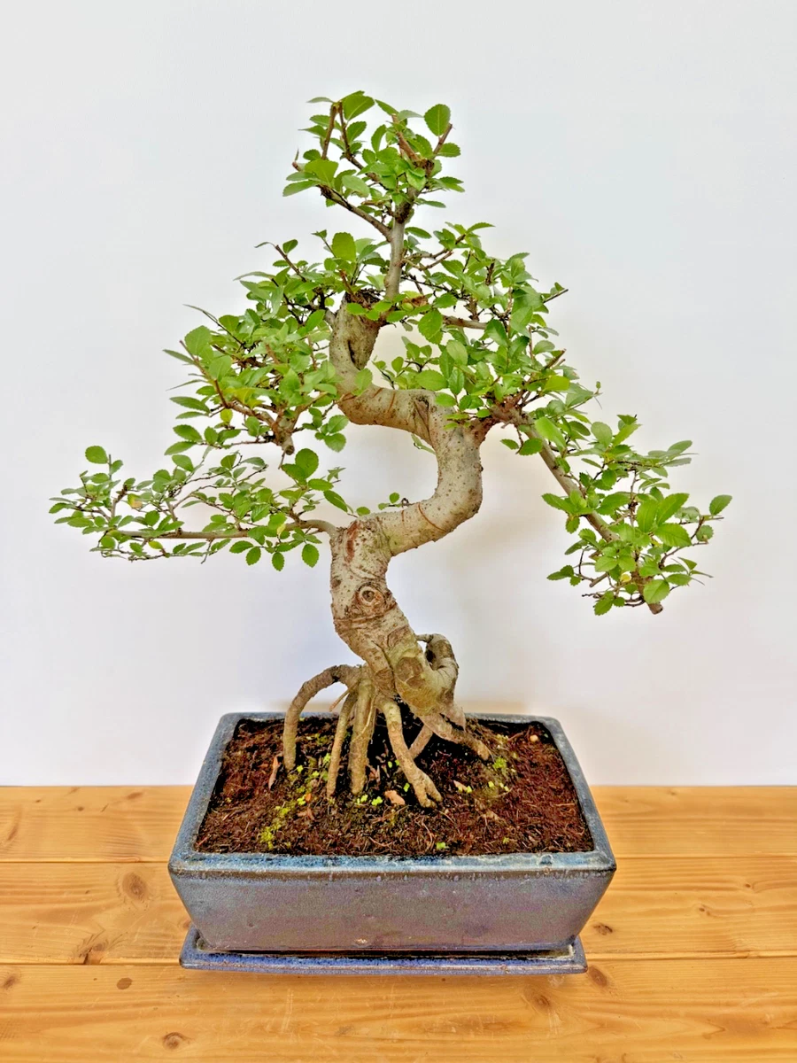 Bonsai-Pflanzen, Bume & Strucher mit hohem Wasserbedarf online kaufen |  eBay.de