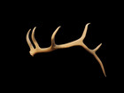 3d Printed Montana Elk Shed Replica Brown #283# — photo 2
