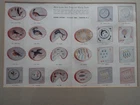 Rare Stangl Pottery ashtray Brochure