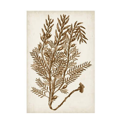 'Sepia Seaweed IV' Canvas Art by Vision Studio