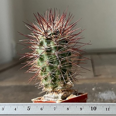 A26-175  Austrocactus dusenii, JN920, Sierra Telsen, grafted