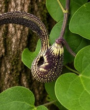 Aristolochia ringens SEEDS - Dutchman's pipe | Gaping pipe