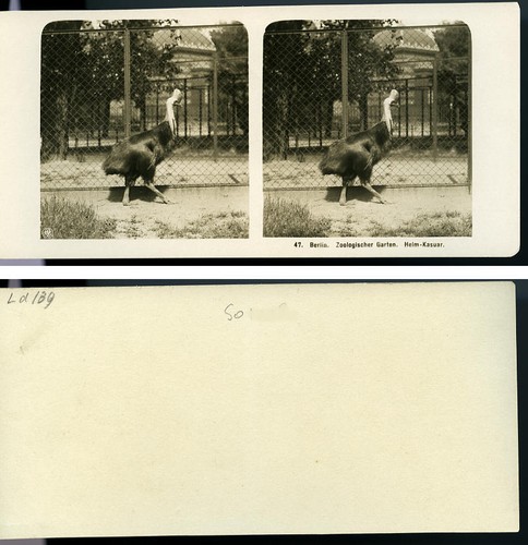 Germany Berlin Zoological Garden Cassowary old Stereoview Photo NPG 1900 - Imagen 3 de 3