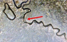 2007 P Wyoming State Quarter DDR Double Saddle. DDR004 