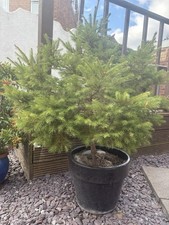 Potted Spruce Plant