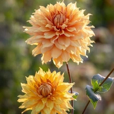 DINNERPLATE DAHLIA HAMARI GOLD Flower Bulb Tuber Clump  GOLDEN HONEY COLOR * NEW