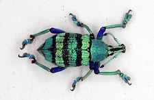 Curculionidae - Weevil - Eupholus Schoenherri (MorF) - Misool Island, Indonesia