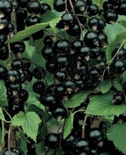 verschiedene Obstpflanzen Zitone Feige Weintraube Melonenbirne Kiwi Brombeere