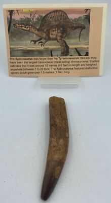 Spinosaurus Teeth Dinosaur F0SSIL Before T Rex Cretaceous K499